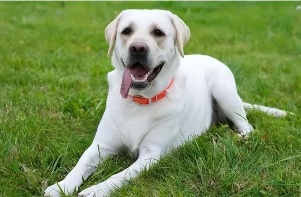 拉布拉多犬的致命缺点