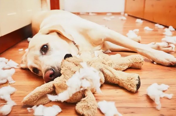 拉布拉多犬的致命缺点