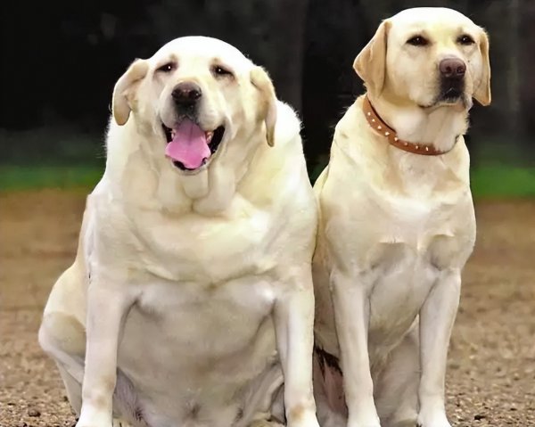 拉布拉多犬的致命缺点
