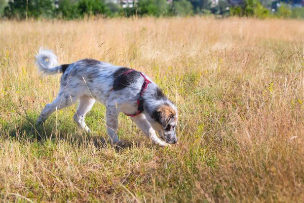 狗狗倒吸气是怎么回事