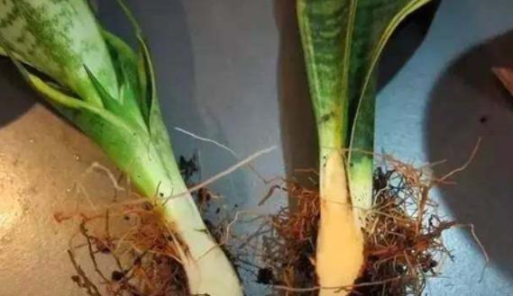 虎皮兰什么时候分盆最好