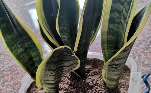 虎皮兰什么时候分盆最好