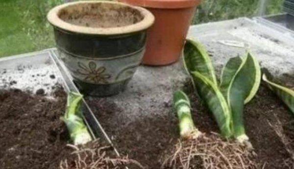 虎皮兰什么时候分盆最好