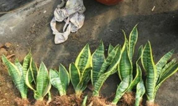 虎皮兰什么时候分盆最好