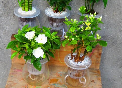茉莉花怎么养爆花