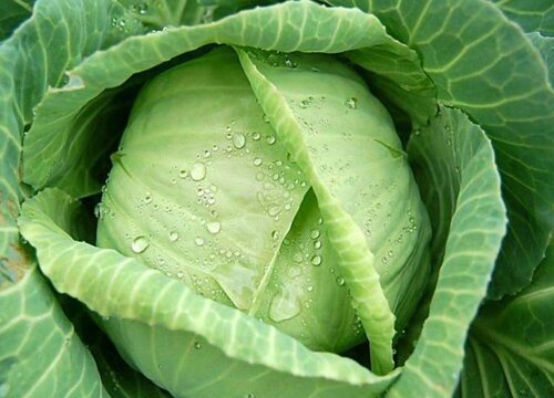 花科类的蔬菜有哪些