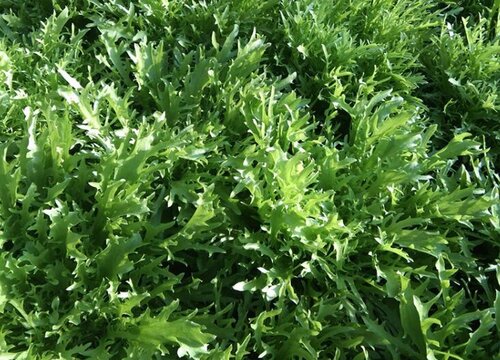 苦苣菜种植时间和方法