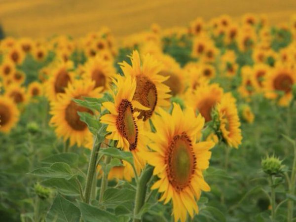 双子男和天秤女的爱情故事