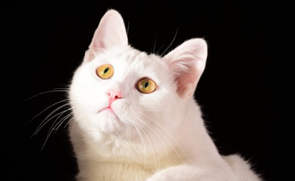 白色的猫咪叫什么名字