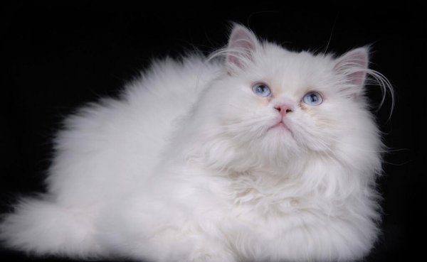 白色的猫咪叫什么名字