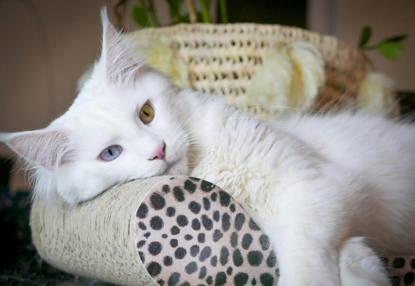 白色的猫咪叫什么名字