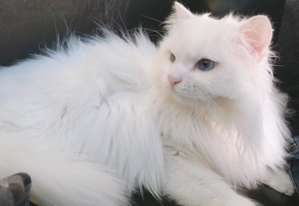 白色的猫咪叫什么名字