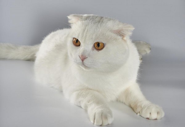 白色的猫咪叫什么名字