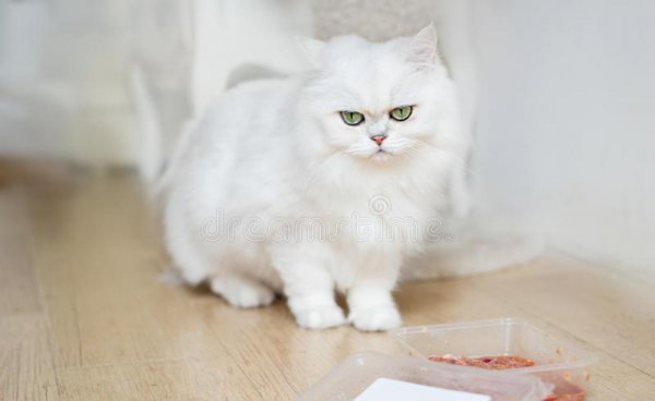 白色的猫咪叫什么名字