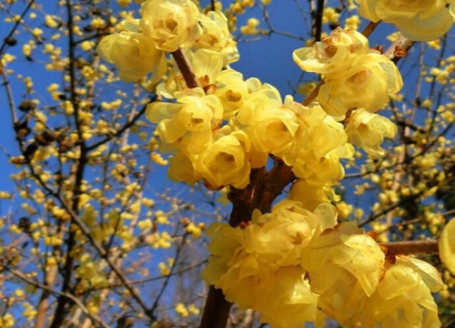 腊梅和梅花的区别是什么