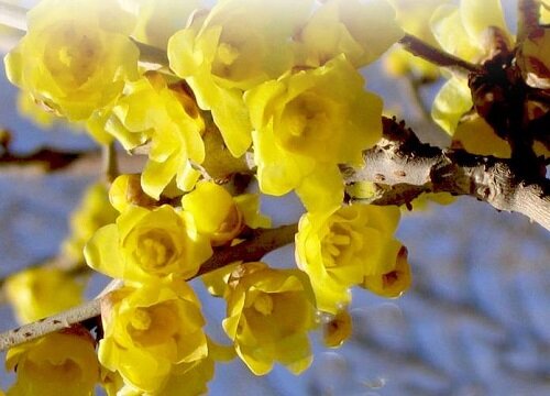 腊梅和梅花的区别是什么