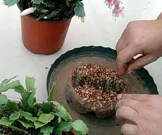 蟹爪兰如何扦插生根快