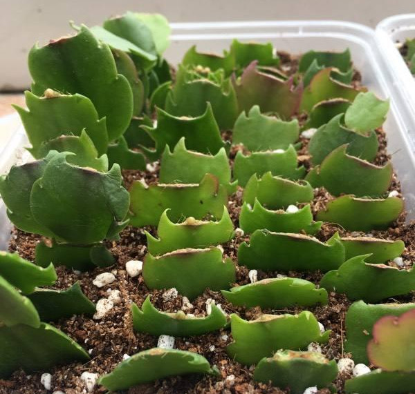 蟹爪兰如何扦插生根快