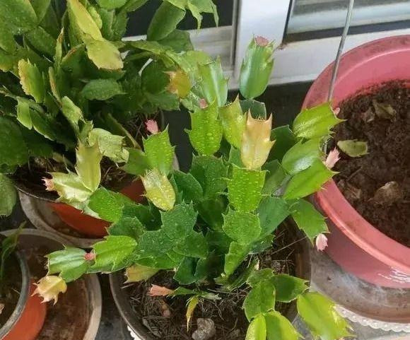 蟹爪兰如何扦插生根快