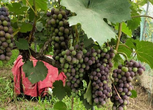 葡萄树喜阴还是喜阳光