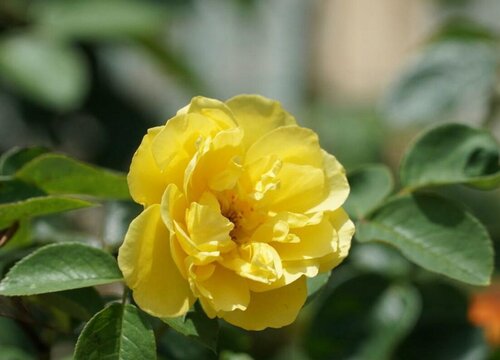 月季花叶子发黄怎么回事