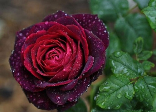 月季花叶子发黄怎么回事