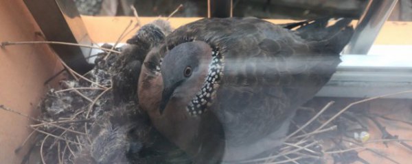 斑鸠一年繁殖几窝