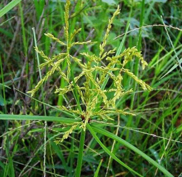 香附子用什么除草剂根除
