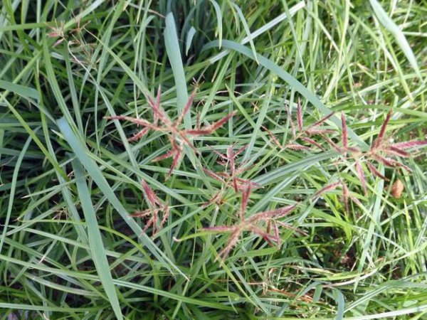 香附子用什么除草剂根除