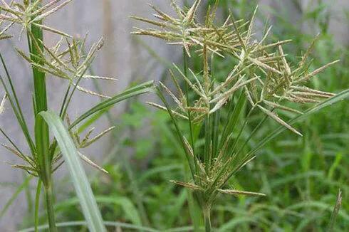 香附子用什么除草剂根除