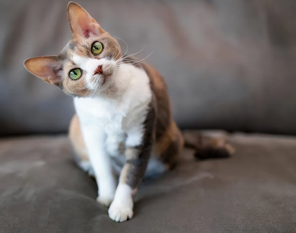 德文卷毛猫多少钱一只