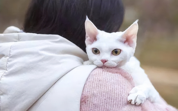 德文卷毛猫多少钱一只