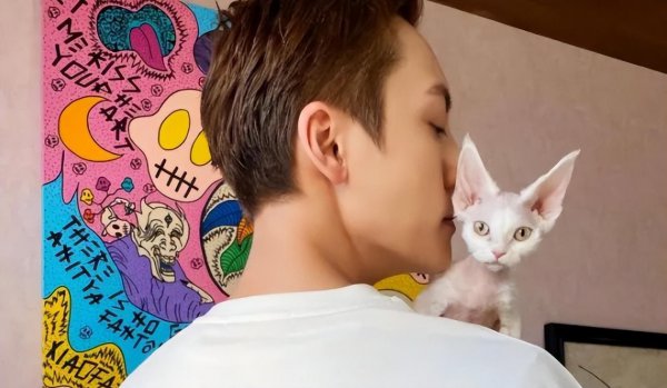 德文卷毛猫多少钱一只