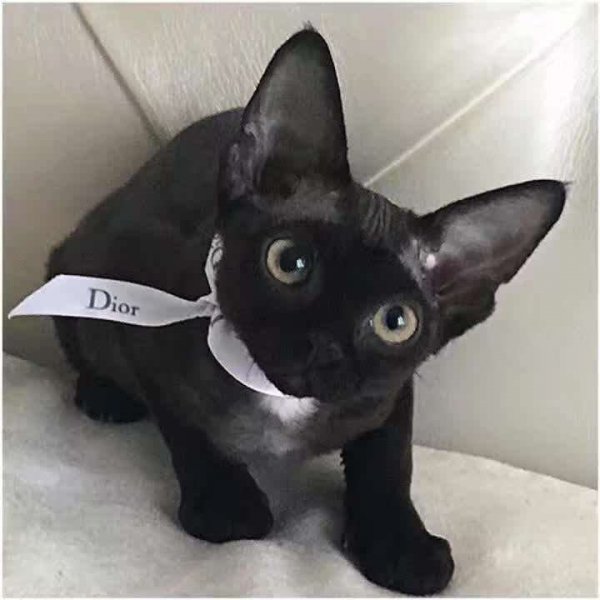 德文卷毛猫多少钱一只