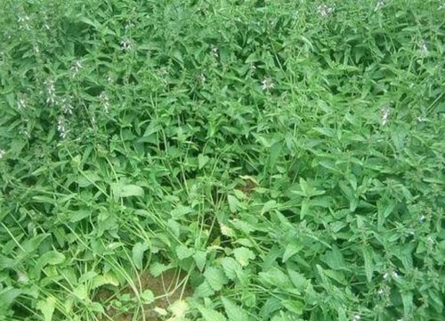 甘露是什么植物类别