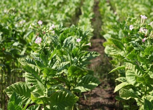 甘露是什么植物类别