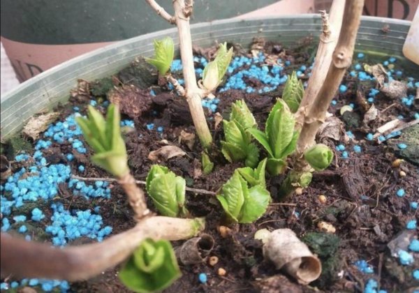 绣球调蓝色的常用方法