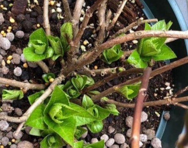 绣球调蓝色的常用方法