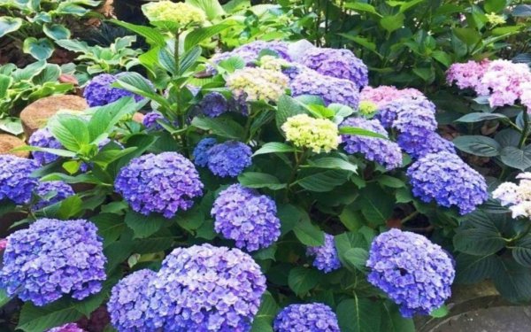 绣球调蓝色的常用方法