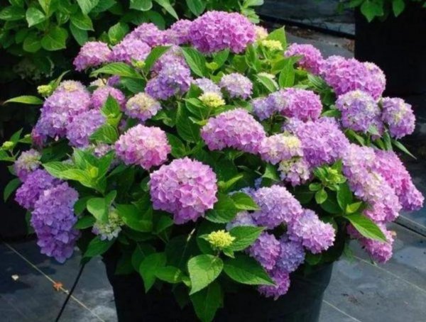 绣球调蓝色的常用方法