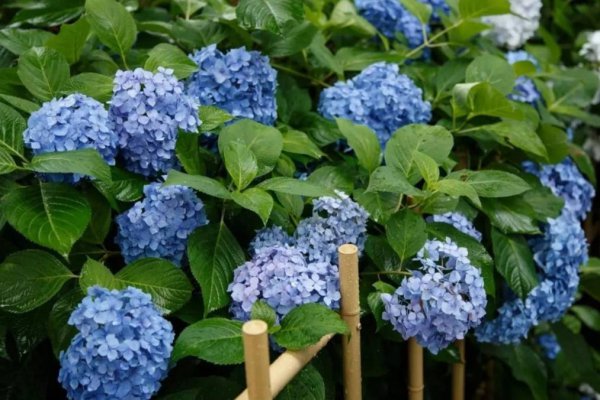 绣球调蓝色的常用方法