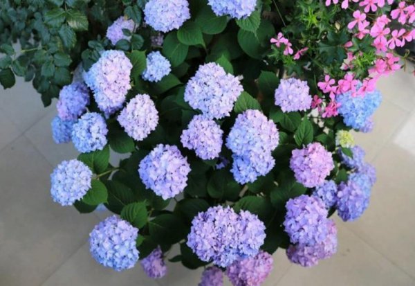 绣球调蓝色的常用方法