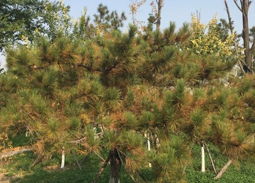 油松病虫害防治方法与技术措施