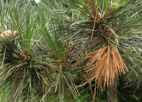 油松病虫害防治方法与技术措施