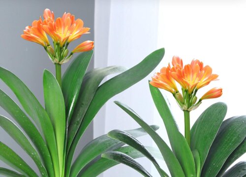 君子兰怎么养护一年能开2次花