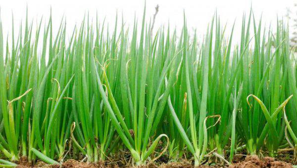 大葱防治蓟马用什么药