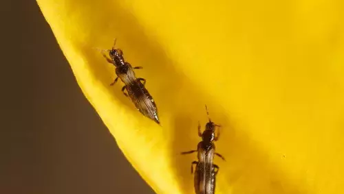 大葱防治蓟马用什么药