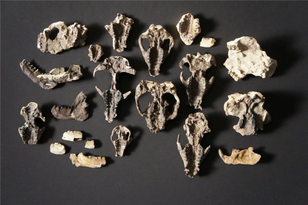 一般恐龙能活多少岁数