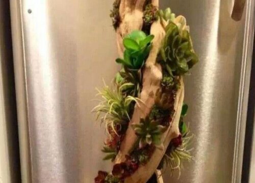 多肉植物如何根雕养护