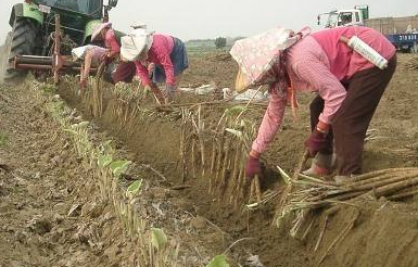 牛蒡是牛的什么器官